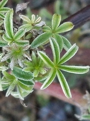Lupinus arboreus