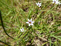 Sisyrinchium rosulatum