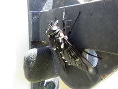Triclista guttata