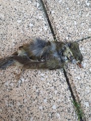 Phylloscopus borealis