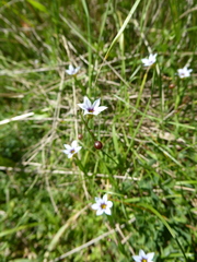 Sisyrinchium rosulatum