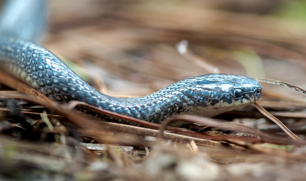 Mexican Plateau Earth Snake