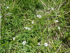 Sisyrinchium rosulatum