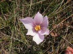 Crocus pallasii