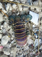 Panulirus marginatus