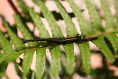 Uropteroides douei