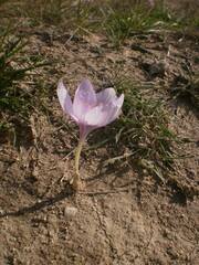 Crocus pallasii