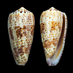 Conus nimbosus