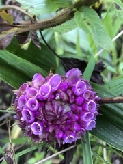 Elleanthus capitatus