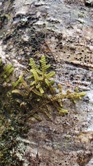 Frullania nisquallensis
