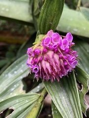 Elleanthus capitatus