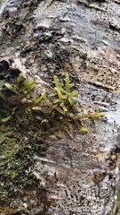 Frullania nisquallensis