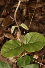 Vincetoxicum hirsutum