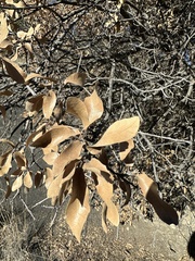 Quercus × undulata