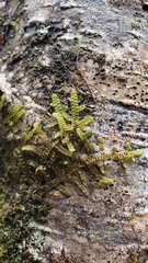 Frullania nisquallensis