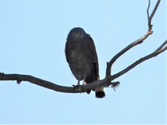 Geranospiza caerulescens