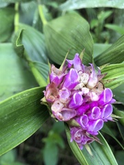 Elleanthus capitatus