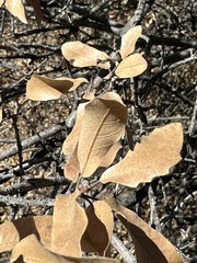 Quercus × undulata