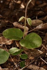 Vincetoxicum hirsutum