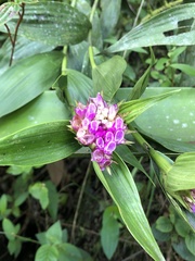 Elleanthus capitatus