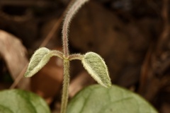 Vincetoxicum hirsutum