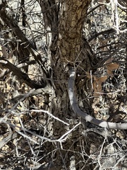 Quercus × undulata
