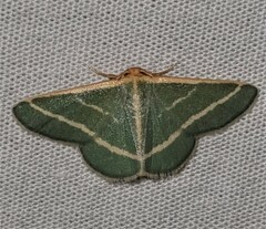 Mixocera latilineata