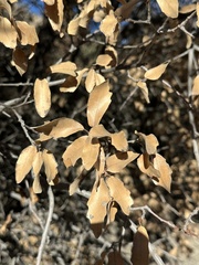 Quercus × undulata