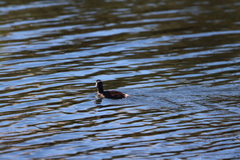 Tachybaptus dominicus