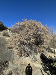 Quercus × undulata