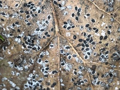 Tetraleurodes perileuca