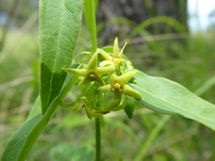 Vincetoxicum hirundinaria nivale