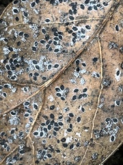 Tetraleurodes perileuca