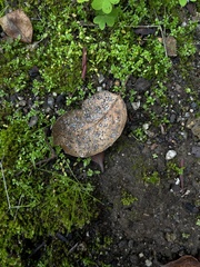 Tetraleurodes perileuca