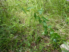 Vincetoxicum hirundinaria nivale