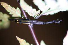 Uropteroides douei