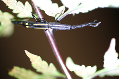 Uropteroides douei