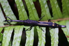 Uropteroides douei