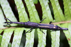 Uropteroides douei