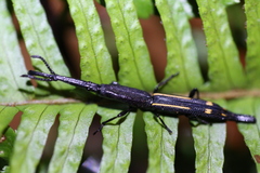 Uropteroides douei