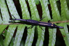 Uropteroides douei