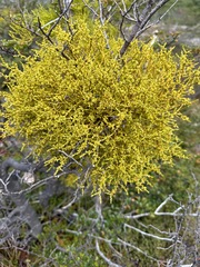 Misodendrum punctulatum