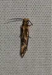 Moerarchis inconcisella