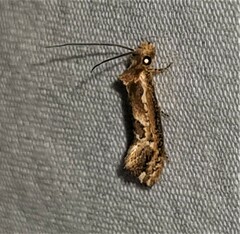 Moerarchis inconcisella