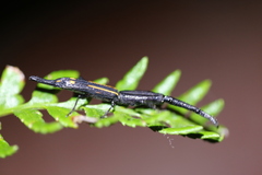 Uropteroides douei