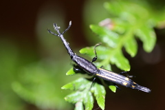 Uropteroides douei
