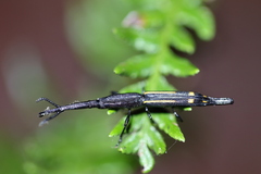 Uropteroides douei