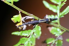 Uropteroides douei