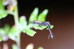 Uropteroides douei