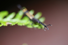 Uropteroides douei